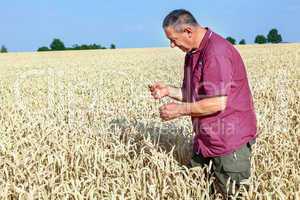 Farmer controls his wheat field