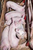 Sow with piglets in the barn