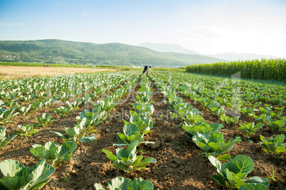 green cabbage field