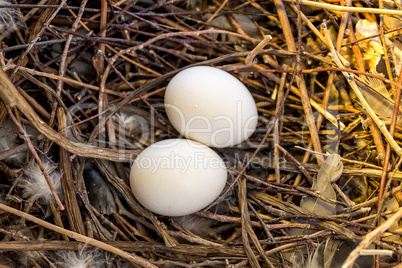 Two dove eggs in the nest