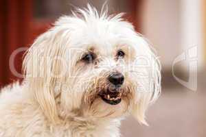 Portrait of cute maltese dog
