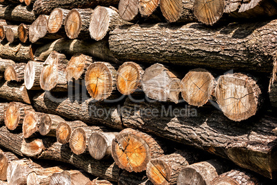 Big pile of wood in the forest