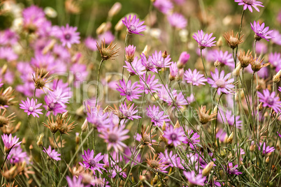 Beautiful wild flowers closeup in the meadow