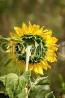 Close up of a mature sunflower
