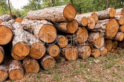 Big pile of wood in the forest