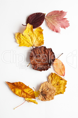 Buchstabe S in Herbstblätter