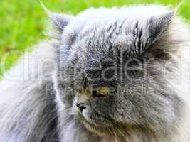 nice Persian cat