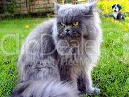 nice Persian cat