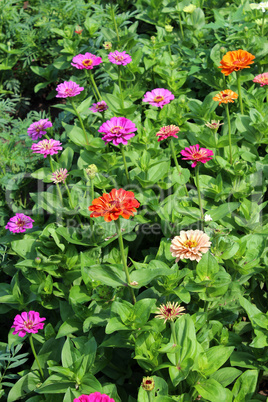 Bed from fine red zinnia