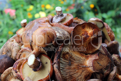 Beautiful and different mushrooms