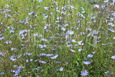 blue flower of Cichorium