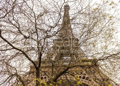 Eiffel Tower under a bare tree banches