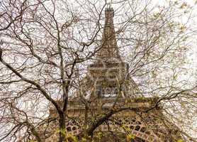 Eiffel Tower under a bare tree banches