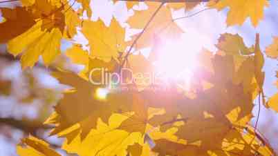 Gold Maple Leaves and Sun