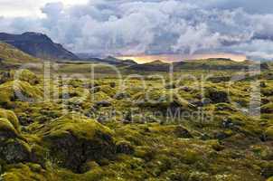 Surreal landscape with wooly moss at sunset in Iceland