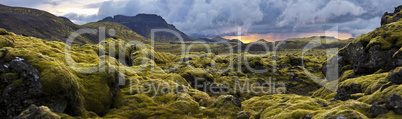 Surreal landscape with wooly moss at sunset in Iceland