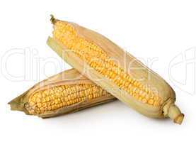 Two ears of corn