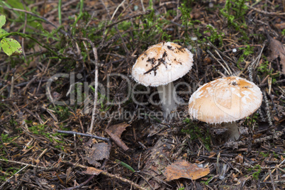 mushrooms in the forest