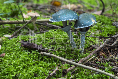 Stropharia aeruginosa. mushrooms in the forest