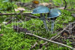 Stropharia aeruginosa. mushrooms in the forest