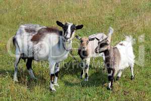 Goat and kids on the pasture