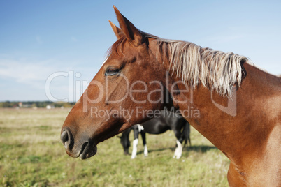 brown horse head