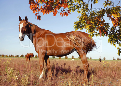 warmblood fox with blaze