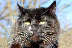 evil muzzle of black cat