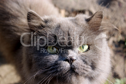 muzzle of nice Persian cat