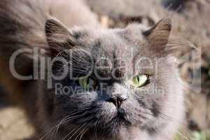 muzzle of nice Persian cat