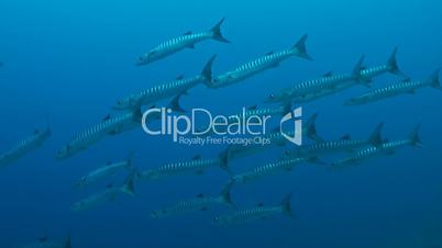 Barracudas swiming in blue water