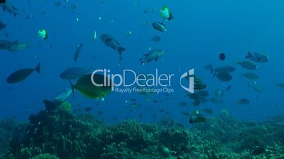 Coral reef with Snapper and Unicornfish