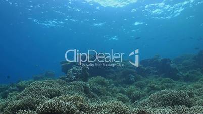 Coral reef in Philippines