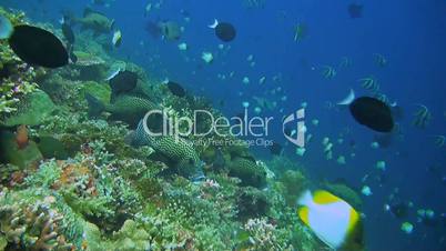 Coral reef with Sweetlips, Snapper, Butterflyfish and soldierfish