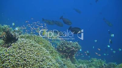 Coral reef with Snapper, Unicornfish and Anthias