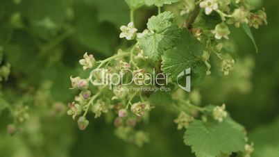 Blooming black currant. Flowers close up