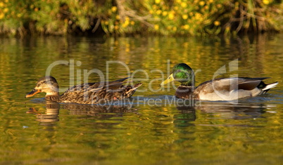 Mallard or wild duck couple, anas platyrhynchos