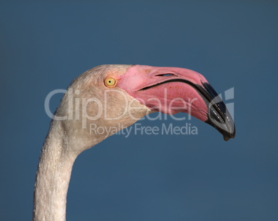 Greater flamingo, phoenicopterus roseus, portrait, Camargue, France
