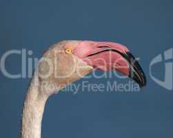 Greater flamingo, phoenicopterus roseus, portrait, Camargue, France