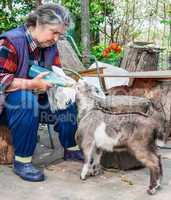 Farmer feeding a baby goat with a milk bottle