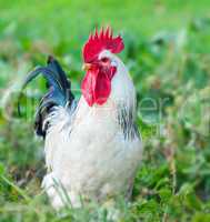 Beautiful Rooster on nature background