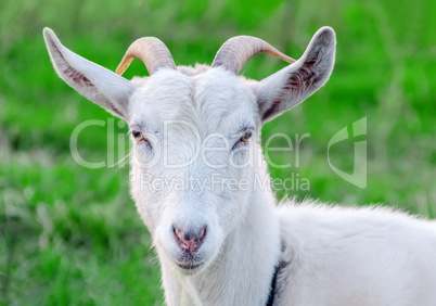 Portrait of a goat on a green meadow.