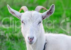 Portrait of a goat on a green meadow.