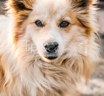 Portrait of a beautiful dog