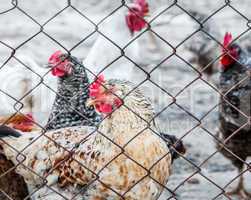 Chickens on poultry farm