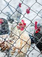 Chickens on poultry farm