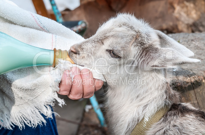 Hand feeding a baby goat with a milk bottle