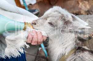 Hand feeding a baby goat with a milk bottle