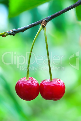 Two cherries hanging on the branches of a cherry tree