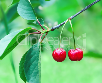 Two cherries hanging on the branches of a cherry tree